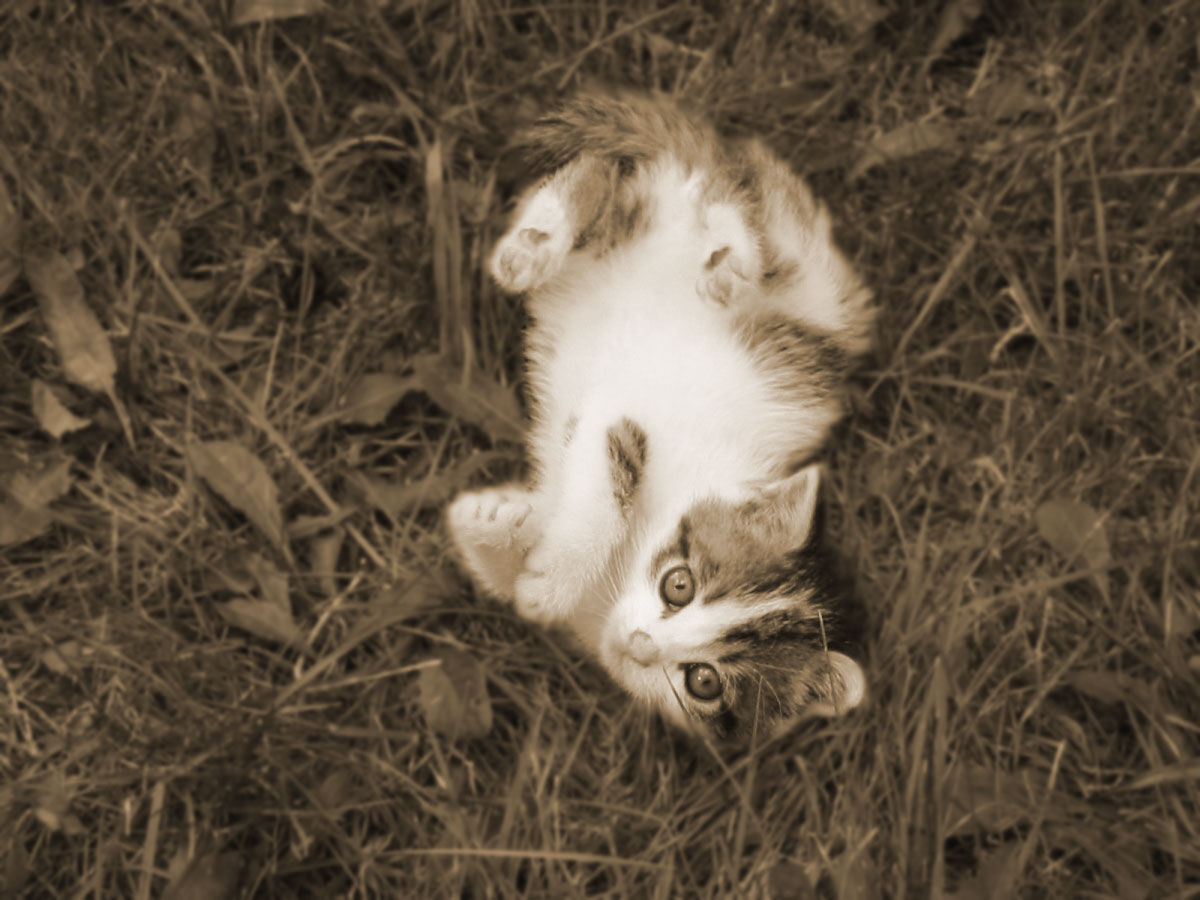 sepia-kitten
