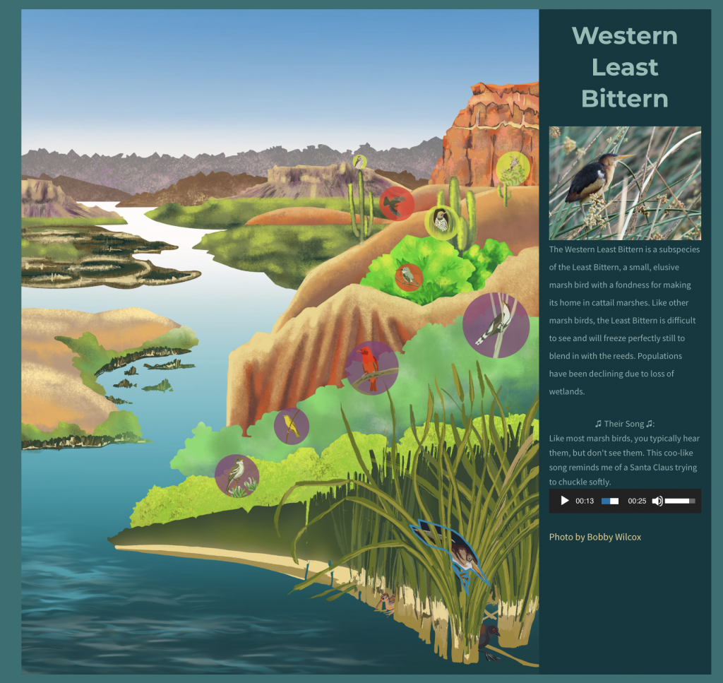 Interactive Image showcasing the birds of the lower Colorado river, you can click on each bird and learn more or hear their call